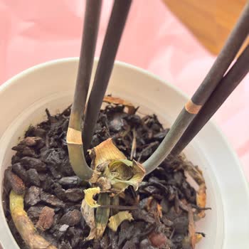 Çürük Orkide, Cevapsız Müşteri Hizmetleri Ve İade Talebi