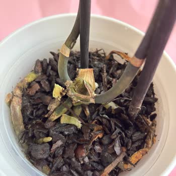 Çürük Orkide, Cevapsız Müşteri Hizmetleri Ve İade Talebi