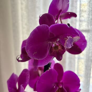 Çürük Orkide, Cevapsız Müşteri Hizmetleri Ve İade Talebi