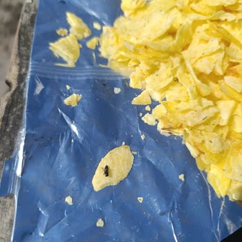 Antalya Altınova A101 Şubesinde Lays Cipsinde Böcek Çıktı