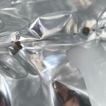 Küflenmiş Çikolata Parçası Gıda Güvenliği Endişesi