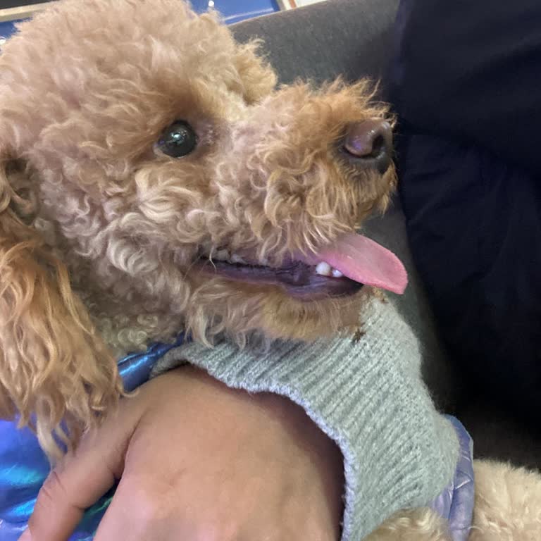 Podium AVM Güvenlik Görevlisinin Hayvanlara Ve Ziyaretçilere Karşı Kaba Tutumu