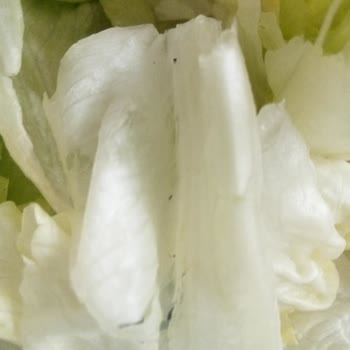 Böcekli Çiğköfteye Hijyen İhmalinde Yarı İade Talebi