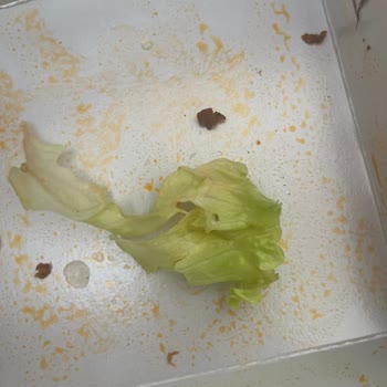 Komagene Şubesinde Marul İçinden Böcek Çıktı Ve Hijyen İhlali