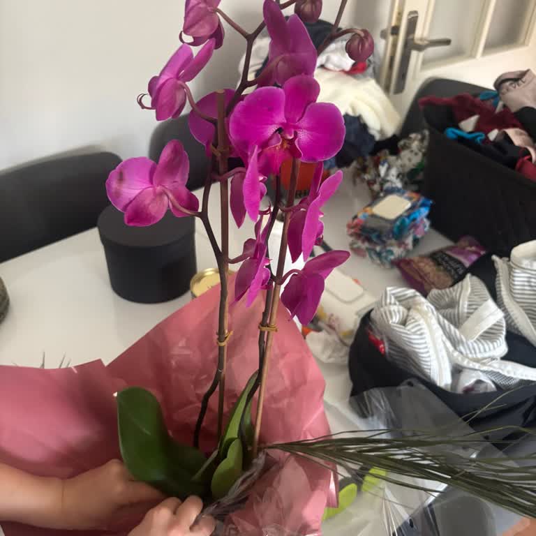 Vazosuz Orkide Teslimatı Ve Fiyat İndirimi Nedeniyle Mağduriyet