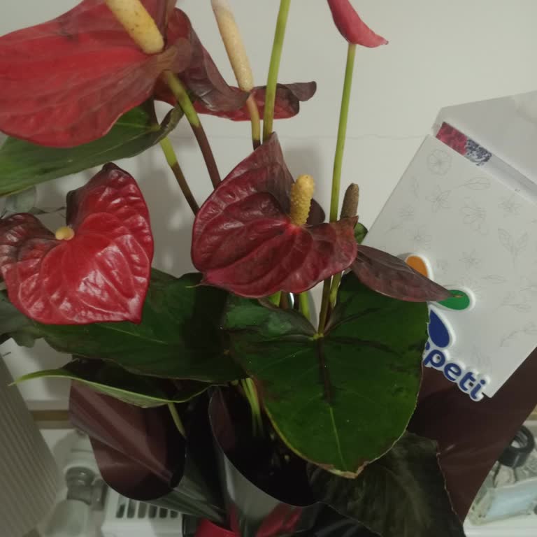 Kırmızı Antoryum Çiçeği Çürük Geldi, Satıcı İadeyi Reddetti