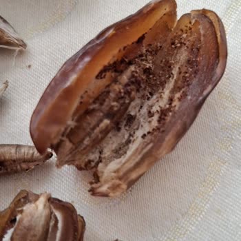 Anpa Gross Markette Bozuk Hurma Ürünü: Böcek Ve Kurtlarla Sağlık Tehlikesi