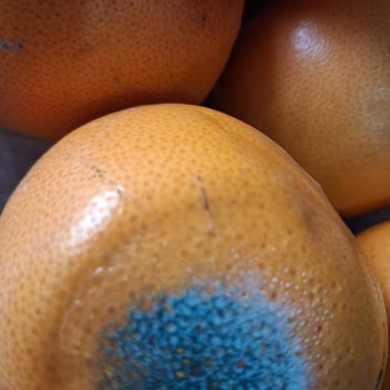 Ramazan'da Çürümüş Ürünler Gönderildi Ve Müşteri Hizmetleri İlgisiz