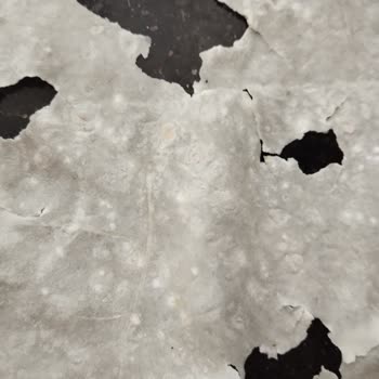 Küflü Yufka Ürünü Teslim Alındı: Sağlık Ve Hijyen Endişeleri