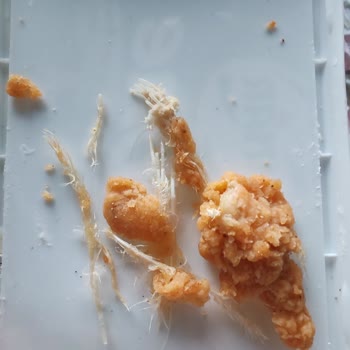 Lezita Çıtır Kova Muhteşem Üçlü Üründe Tüy Tespiti