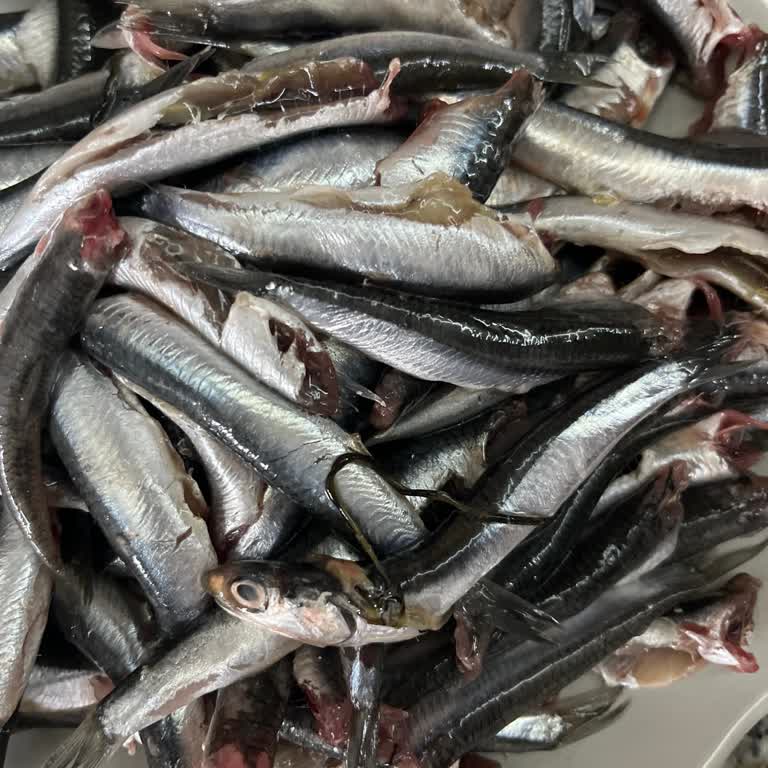 Denizli Anpagross Market’te Balık Reyonunda Sahte Yönlendirme Ve Taze Olmayan Hamsi Satışı