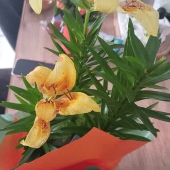 Taze Çiçek Siparişlerinde Solmuş Çiçekler Ve Ulaşılmaz Müşteri Hizmetleri