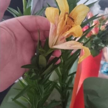 Taze Çiçek Siparişlerinde Solmuş Çiçekler Ve Ulaşılmaz Müşteri Hizmetleri