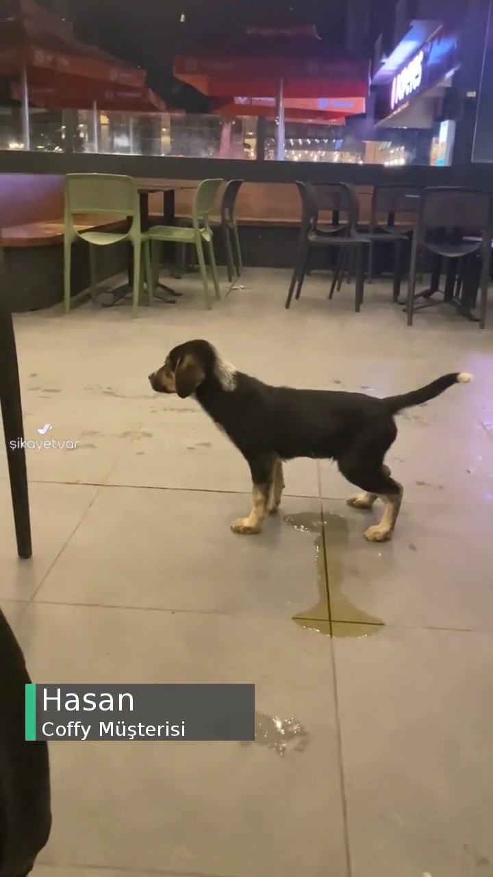 Coffy Kötü Hizmet, Hijyensiz İşletme videonun kapak resmi