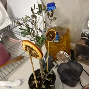 İlan Görselindeki Sağlıklı Zeytin Ağacı Gerçek Ürünle Uyuşmuyor