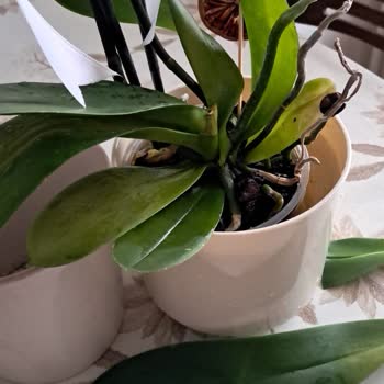 Çiçek Sepeti Orkide Çiçeği Kırık Ve Soluk Geldi, Satıcıdan Hakaret Ve İade Talebi