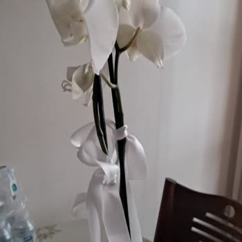 Çiçek Sepeti Orkide Çiçeği Kırık Ve Soluk Geldi, Satıcıdan Hakaret Ve İade Talebi