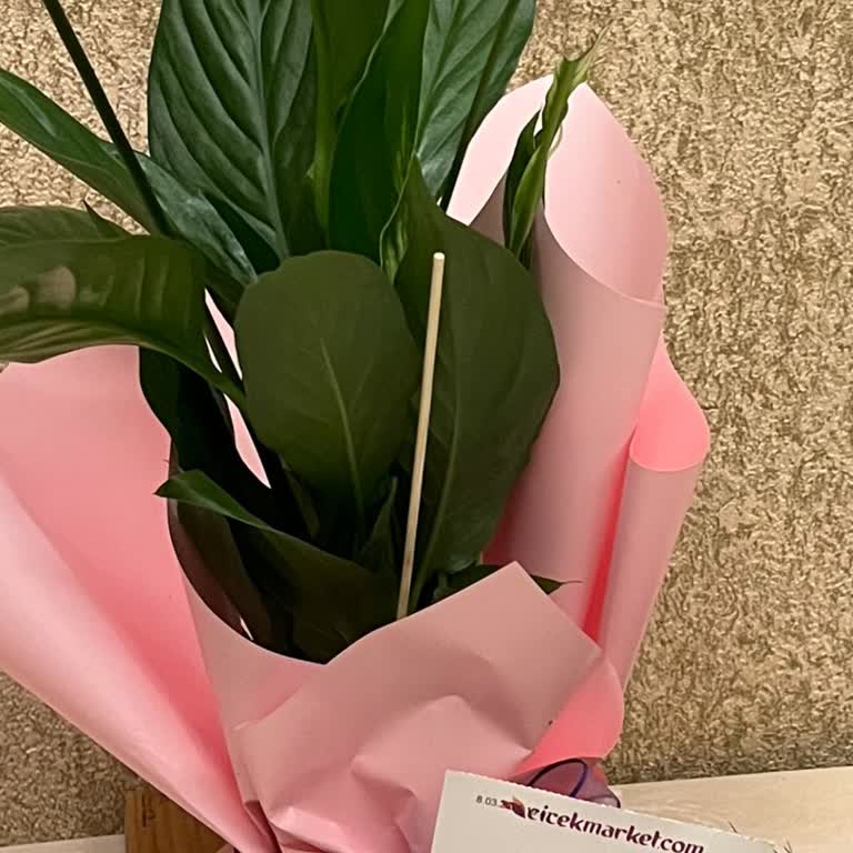 Yanlış Çiçek, Geciken Teslimat Ve İlgisiz Müşteri Hizmetleri