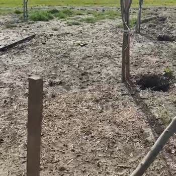 Bahçemde Yarım Bırakılan Peyzaj Çalışması Ve Armut Platformunda Yaşadığım Sorunlar