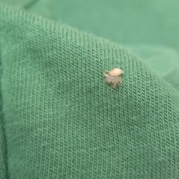 BİM Simbat Çekirdeğinde Böcek Bulunması Ve Gıda Güvenliği İhlali