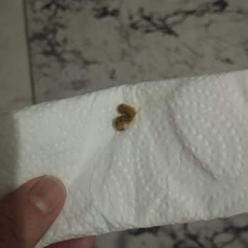 Donmuş Mısırda Yeşil Kurt Görüldü Gıda Güvenliği Şikayeti