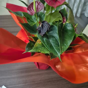 Yanlış Çiçek Ve Eksik Çikolata, Geç Teslimat Ve Tam İade Talebi