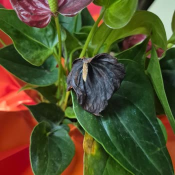 Yanlış Çiçek Ve Eksik Çikolata, Geç Teslimat Ve Tam İade Talebi