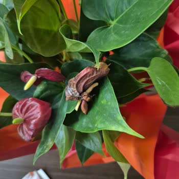 Yanlış Çiçek Ve Eksik Çikolata, Geç Teslimat Ve Tam İade Talebi