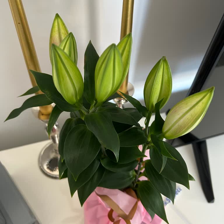 Teslimat Saati Uyulmaması Ve Çiçeğin Açık Olmaması Nedeniyle Tam İade Talebi