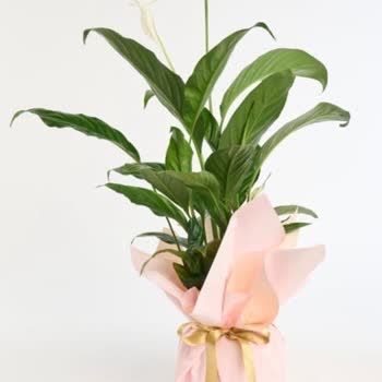 Çiçek Sepeti'nde Görsel İle Gerçek Çiçek Arasındaki Büyük Fark Ve Cevapsız Şikayet