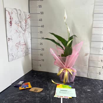 Çiçek Sepeti'nde Görsel İle Gerçek Çiçek Arasındaki Büyük Fark Ve Cevapsız Şikayet