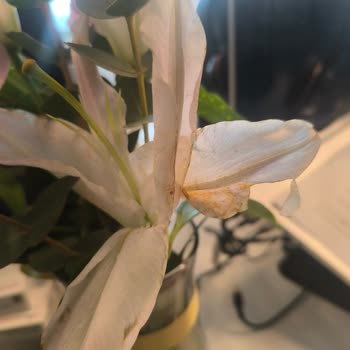 Çiçek Sepeti'nden Solmuş Çiçeklerle Gelen Hediye Kabusu