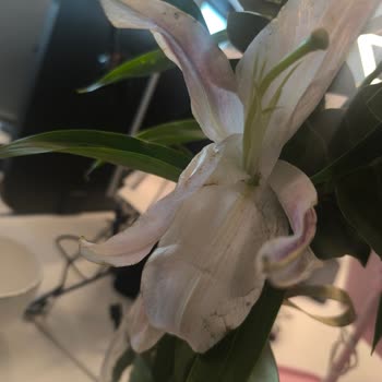 Çiçek Sepeti'nden Solmuş Çiçeklerle Gelen Hediye Kabusu