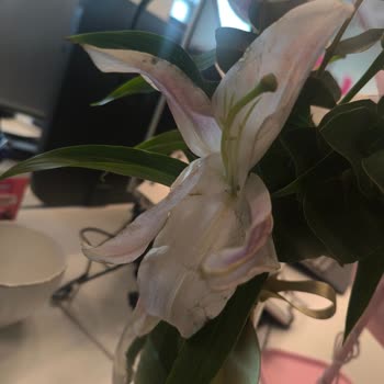 Çiçek Sepeti'nden Solmuş Çiçeklerle Gelen Hediye Kabusu