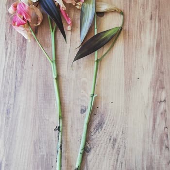 Saksı Çiçeği Olarak Satılan Ürün Yanıltıcı Ve Kök Sistemi Yok