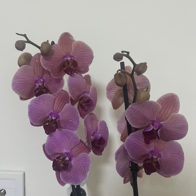 Çiçek Sepeti'nden Gelen Solmuş Orkide İçin İade Ve Değişim Talebi