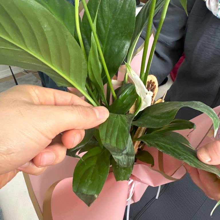 Kurumuş Çiçek Teslimatı ve Müşteri Şikayeti