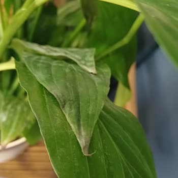 Çiçeğin Yaprakları Kararmış Ve Solmuş, Ücret İadesi İstiyorum