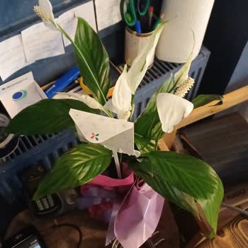 Çiçeğin Yaprakları Kararmış Ve Solmuş, Ücret İadesi İstiyorum