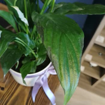 Çiçeğin Yaprakları Kararmış Ve Solmuş, Ücret İadesi İstiyorum