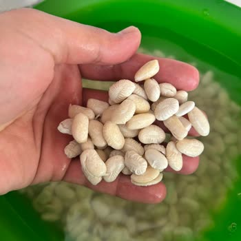 Satın Alınan Sıra Fasulyenin Suda Çabucak İkiye Bölünmesi Ve İade Talebi