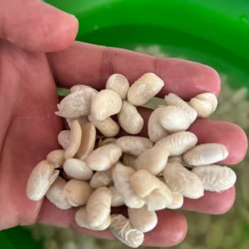 Satın Alınan Sıra Fasulyenin Suda Çabucak İkiye Bölünmesi Ve İade Talebi