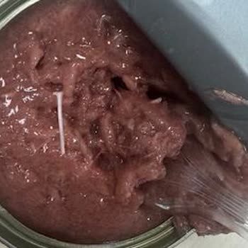 Kedi Konservesinde Kılçık Bulunması Hayati Tehlike Yaratıyor