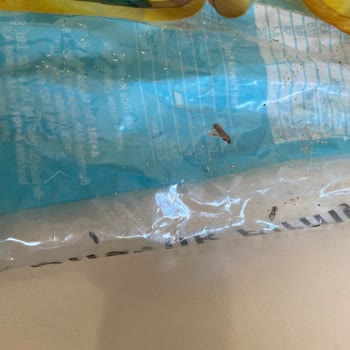 Ovadan Pirincinde Böcek Kirliliği Ve A101 İade Reddi Şikayeti