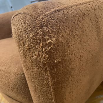 Haytap Belgesi Olmadan Pet Dostu Koltuk Değişimi Reddedildi