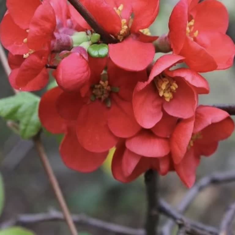 Sipariş Edilen Canlı Bitkiler Yerine Kuru Dal Gönderildi