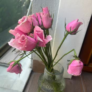 Lilyana Flowers’tan Aldığım Solgun Ve Hasarlı Çiçekler İçin İade Talebim Reddedildi