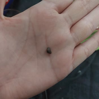 Baklava’da Taş Bulunması Diş Hasarına Neredeyse Yol Açtı