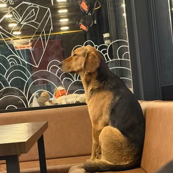 Uluönder Coffy Şubesinde İç Mekânda Köpek Saldırısı Çocukları Ve Müşterileri Tehlikeye Attı
