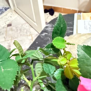 Kırık Güller İçin Hızlı Yeniden Gönderim Talebi: Trendyol Tuffex